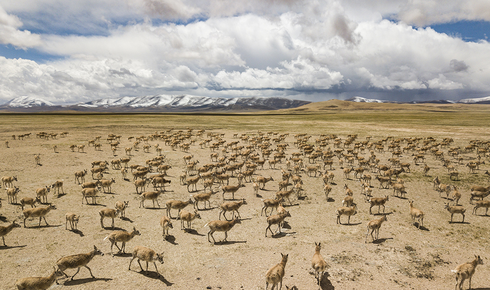 藏羚羊大迁徙