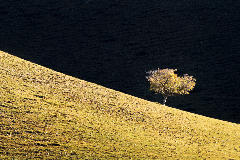 一棵树-《大众摄影》俱乐部团体会员——宁波新方特摄影俱乐部(3星)