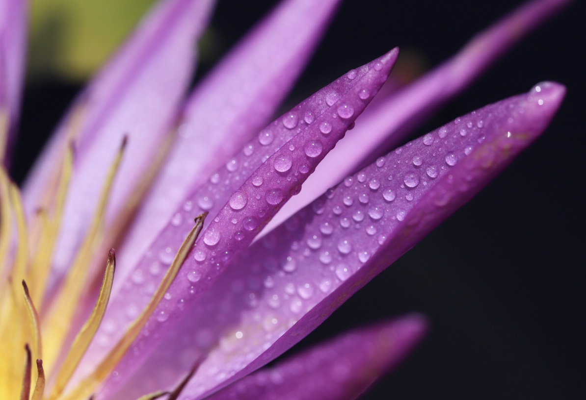 俱乐部团体会员——共话摄影俱乐部(1星) 69 迷人的紫色