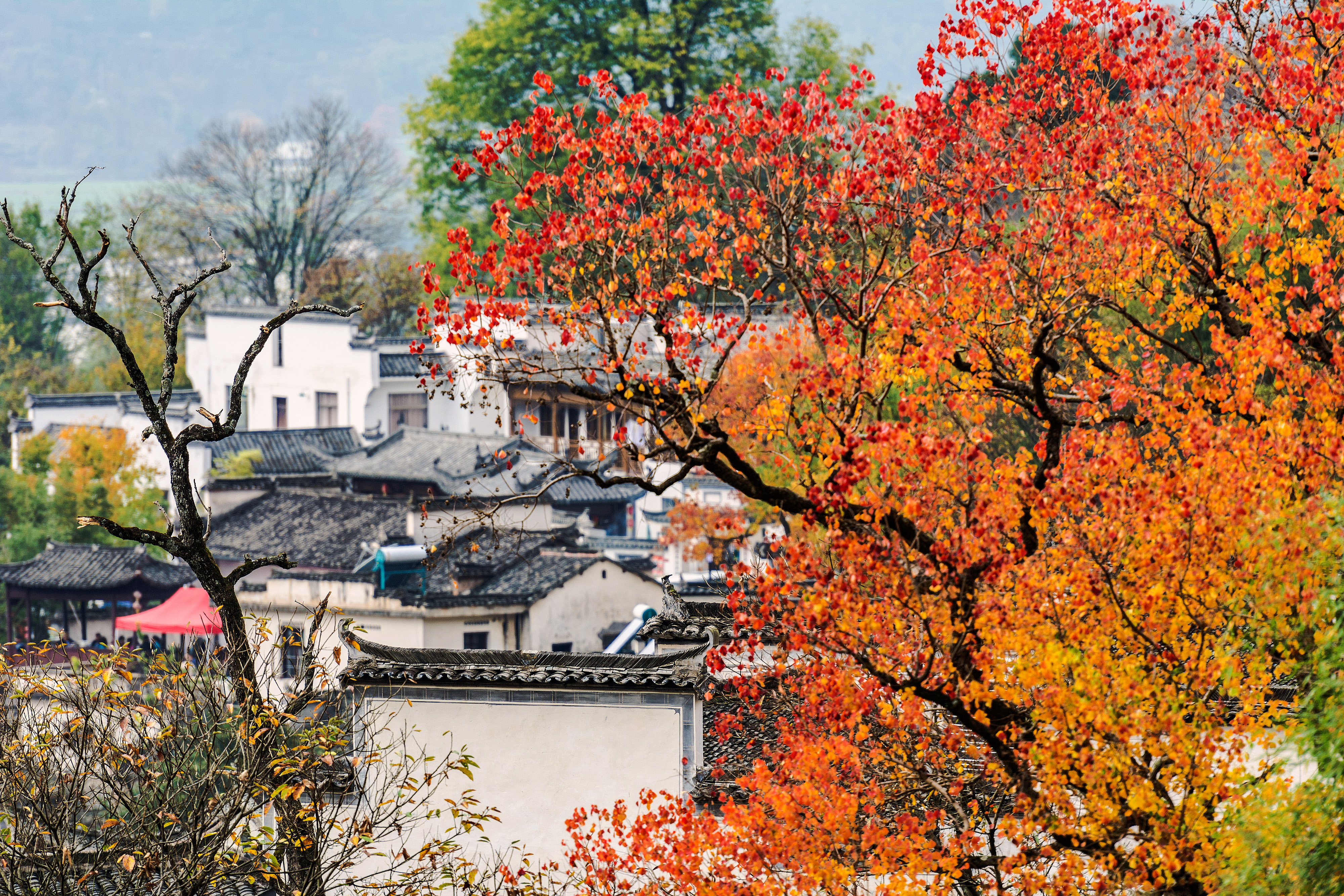 《塔川秋色》-南靖土楼杯"中国传统村落"全国摄影大展投稿区-大众摄影