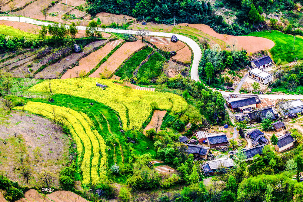 朝霞村位于甘肃省陇南市成县鸡峰镇,这里气候湿润宜人,春天的油菜花和