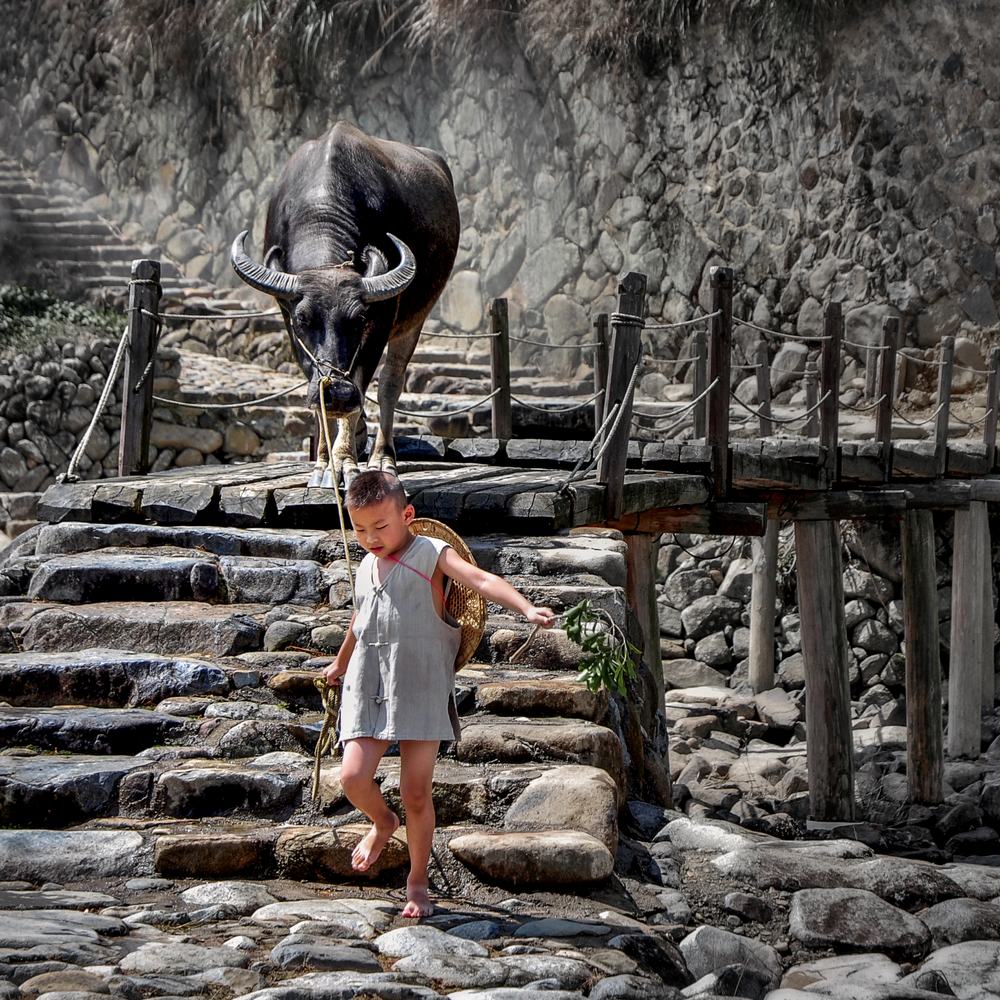 《牧童》-南靖土楼杯"中国传统村落"全国摄影大展投稿区-大众摄影网