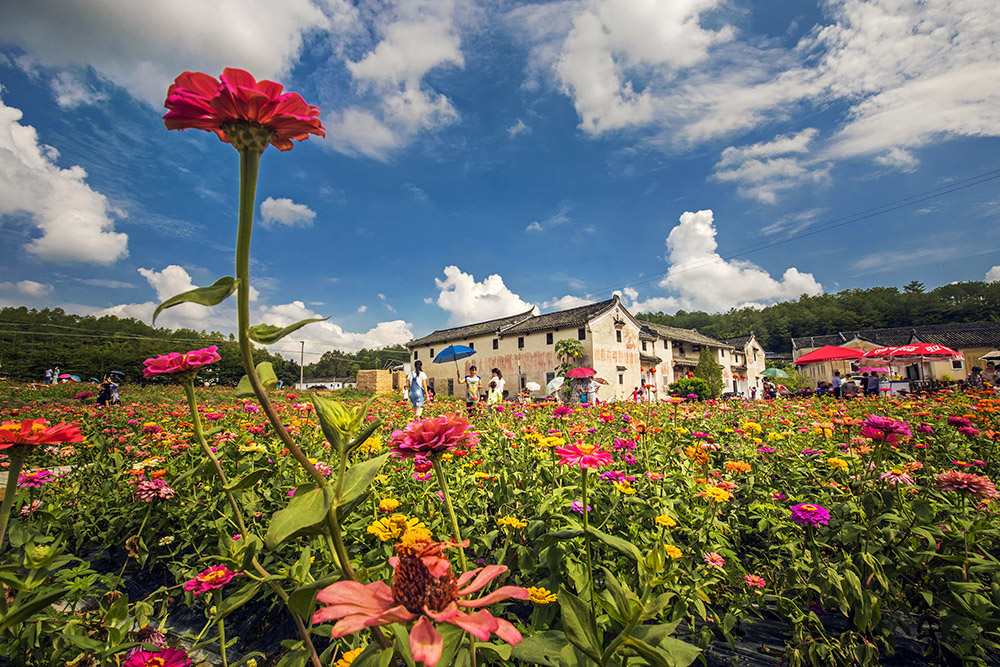 鲜花盛开的村庄