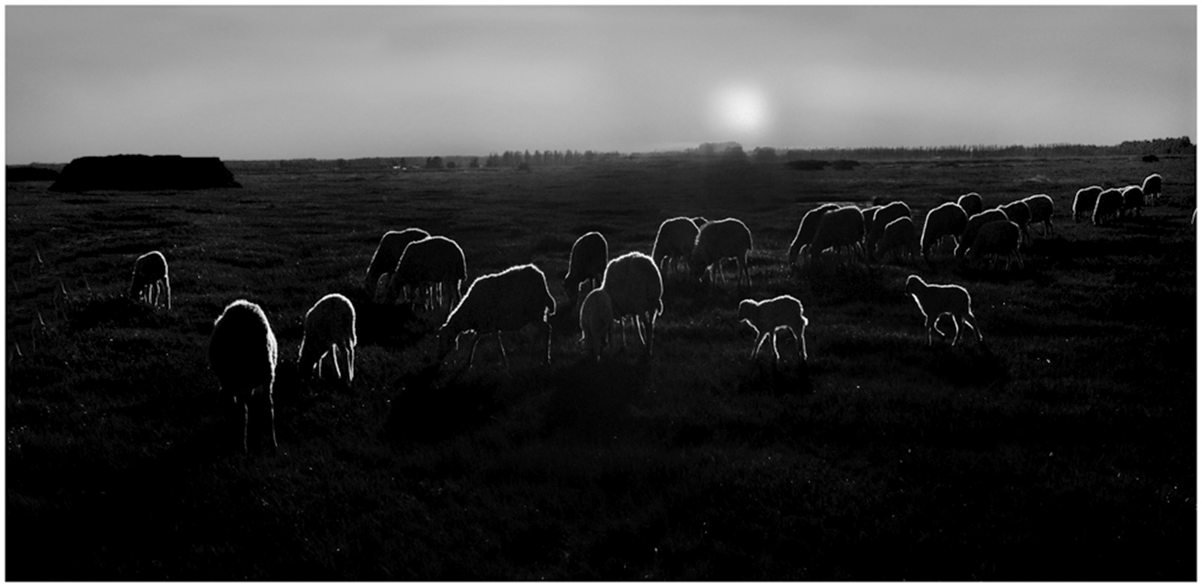 夕阳牧羊归2黑白.jpg