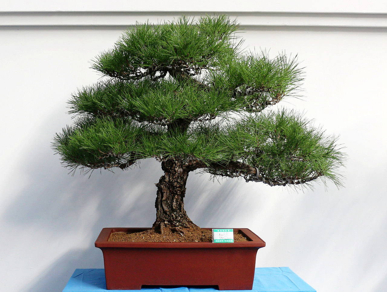 花博会展品——松柏盆景