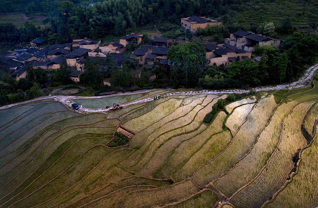 《金色田野》2018年4月,拍摄于宁德古田县卓洋乡前洋村
