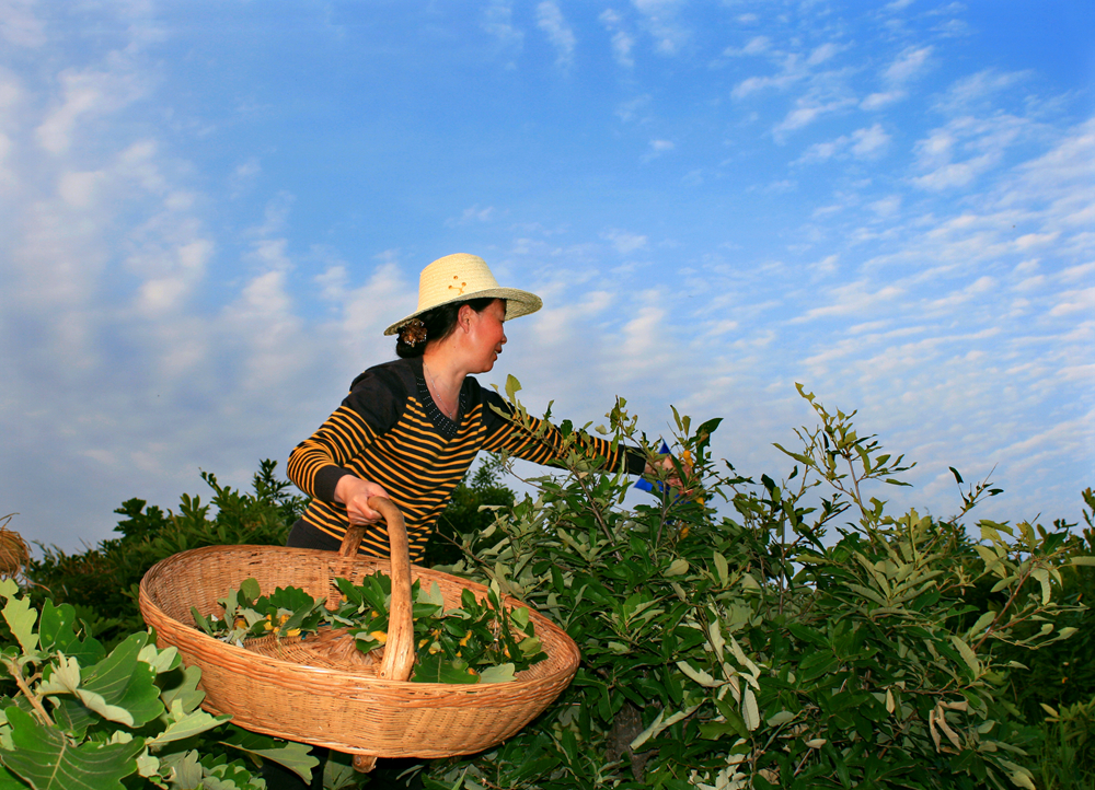 放养柞蚕 _副本.jpg