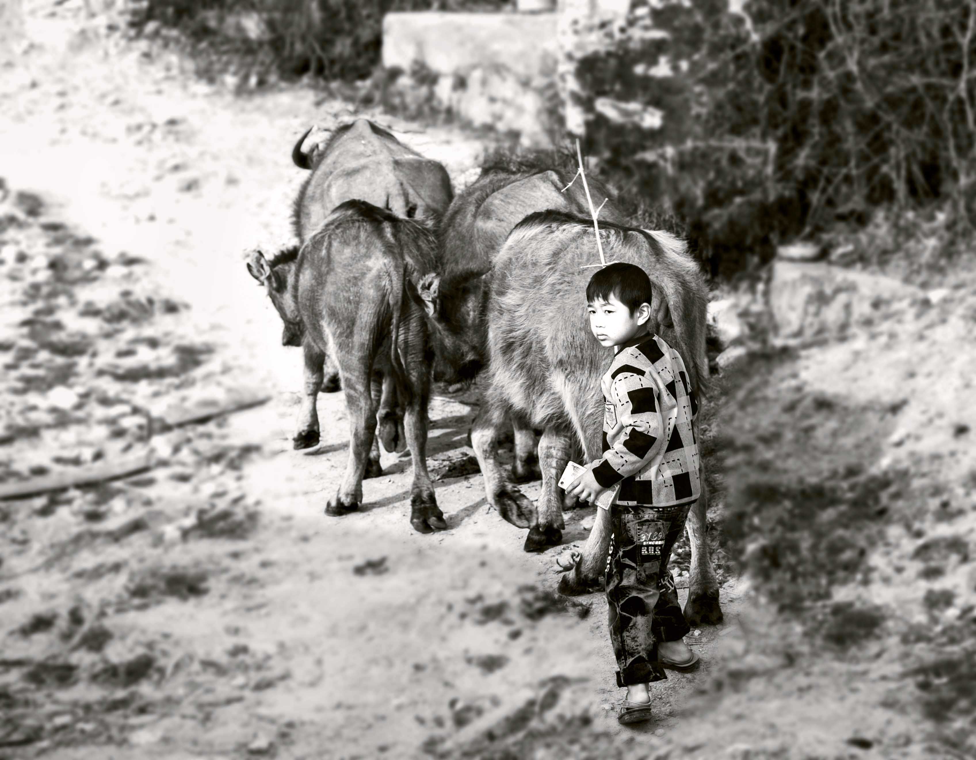 大山里的放牛娃
