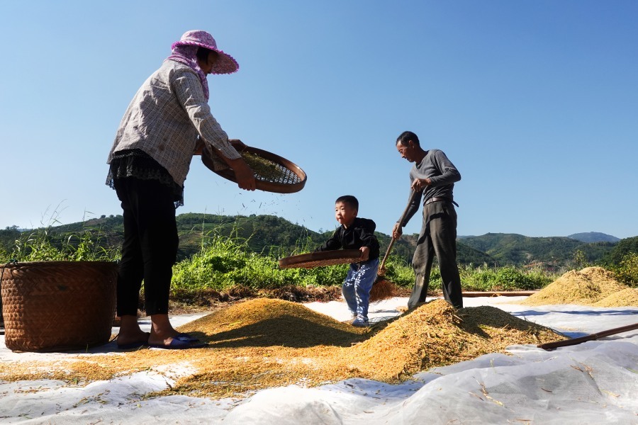晨宁德福鼎白琳镇小白岩村,村前晒谷场上,小朋友有模有样的帮助爷爷