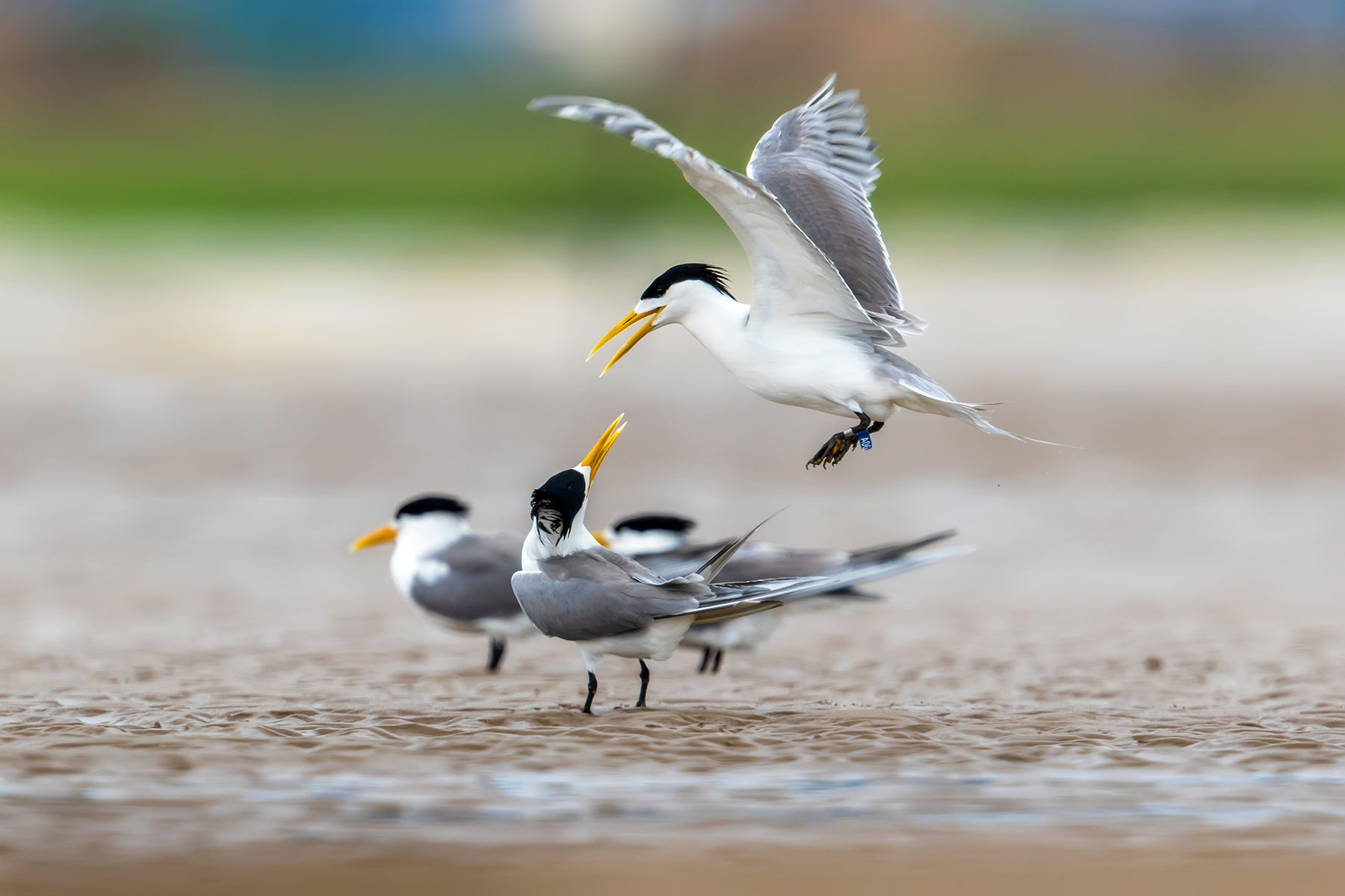 《嬉戏中的大凤头燕鸥》
