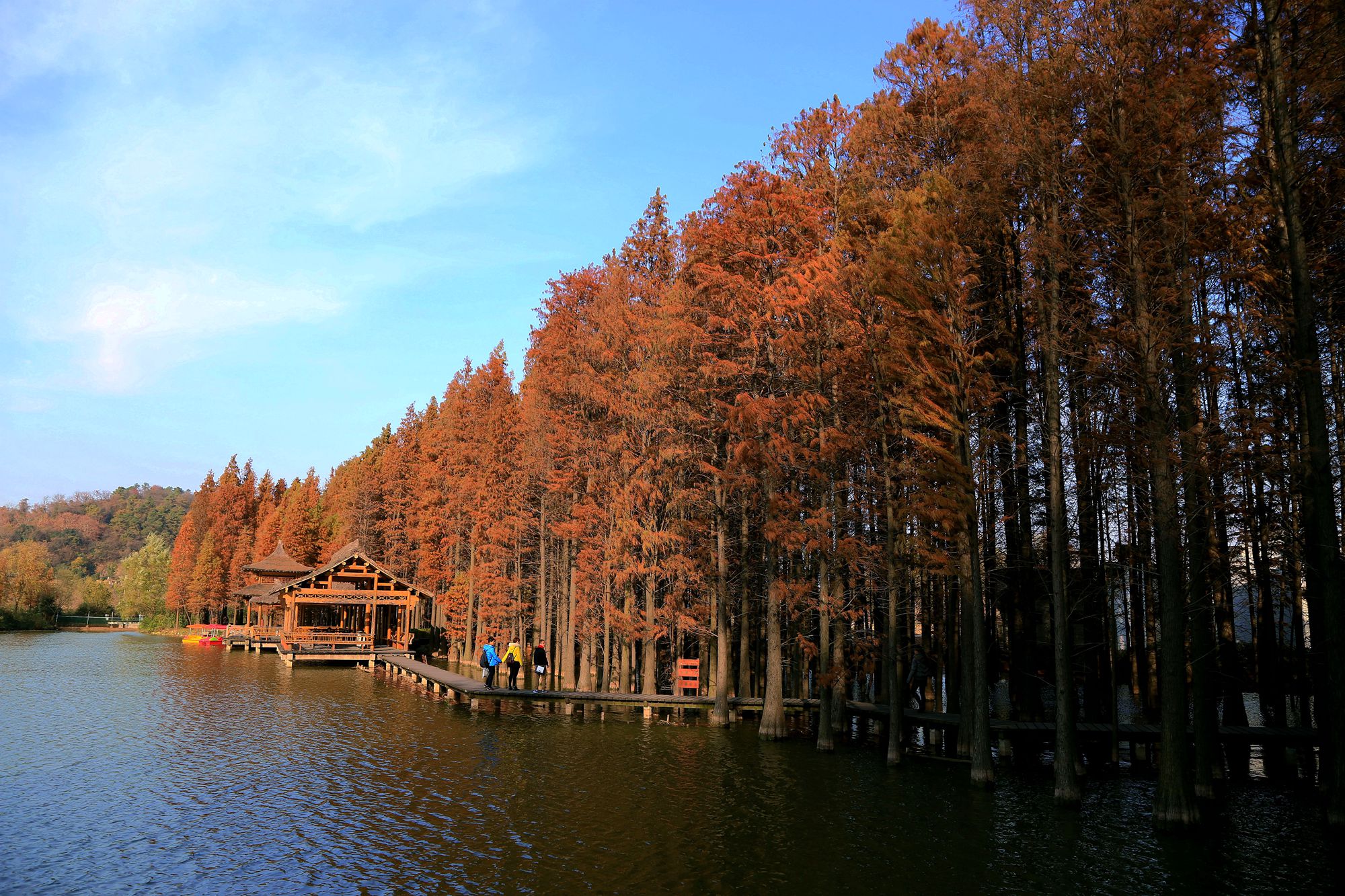 采石矶公园杉树林