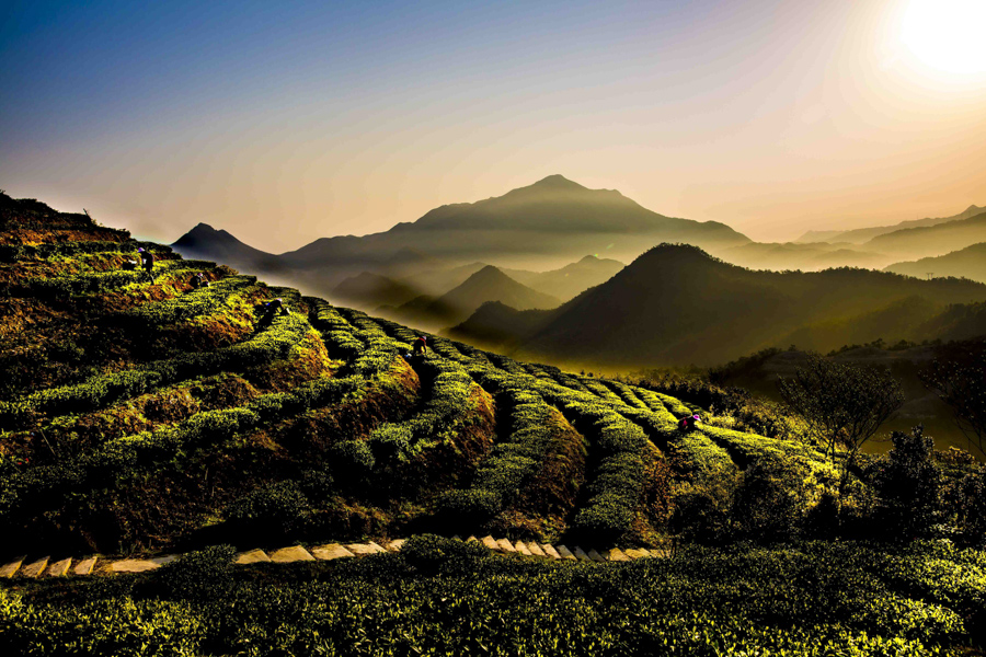 《茶园春早》(福鼎市管阳镇)