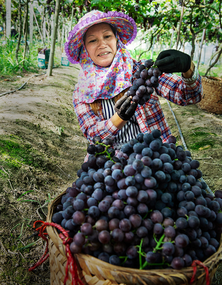 葡萄丰收的季节