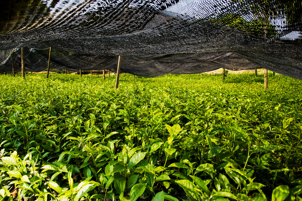茶苗基地(组照))