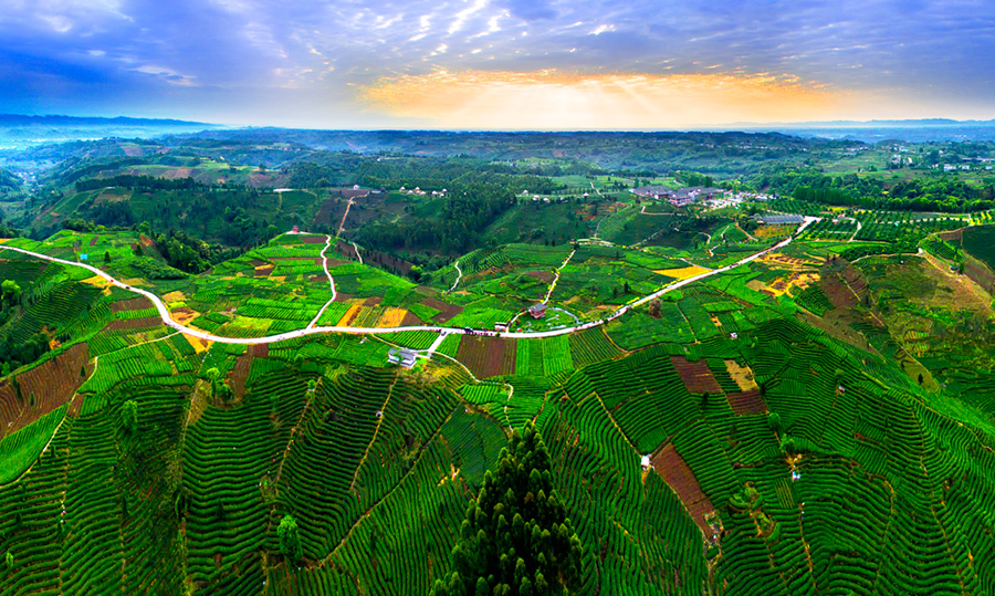 4.拍摄于雅安巿名山县牛碾坪茶园