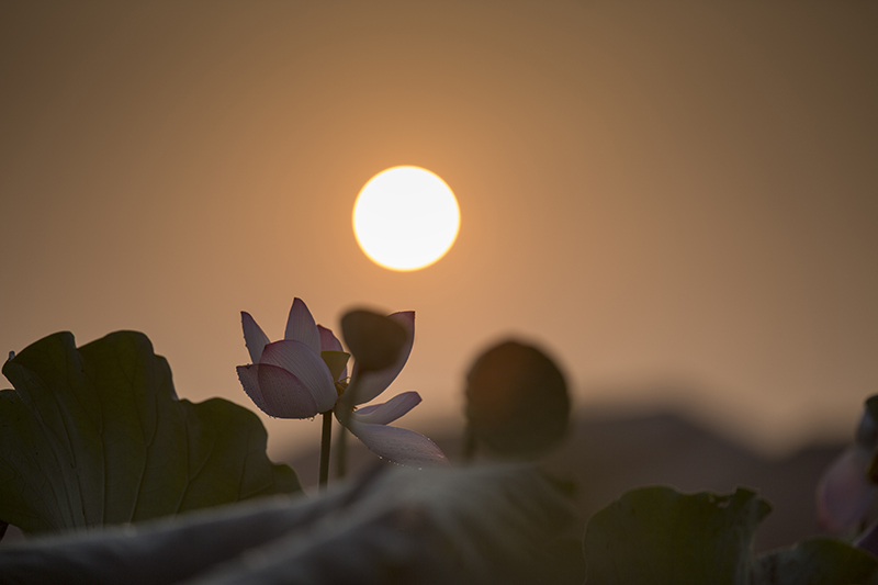 映日荷花别样红