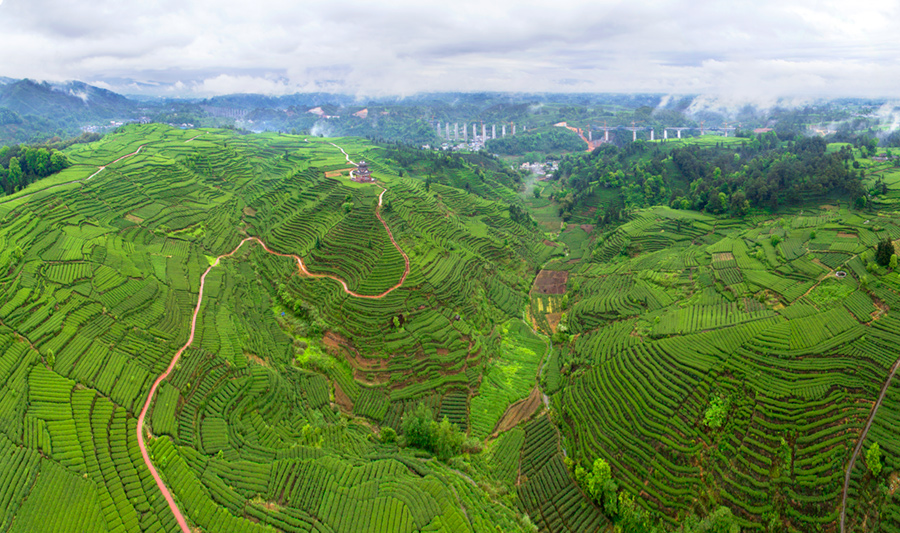 3.拍摄于雅安巿名山县双河乡骑龙村茶园
