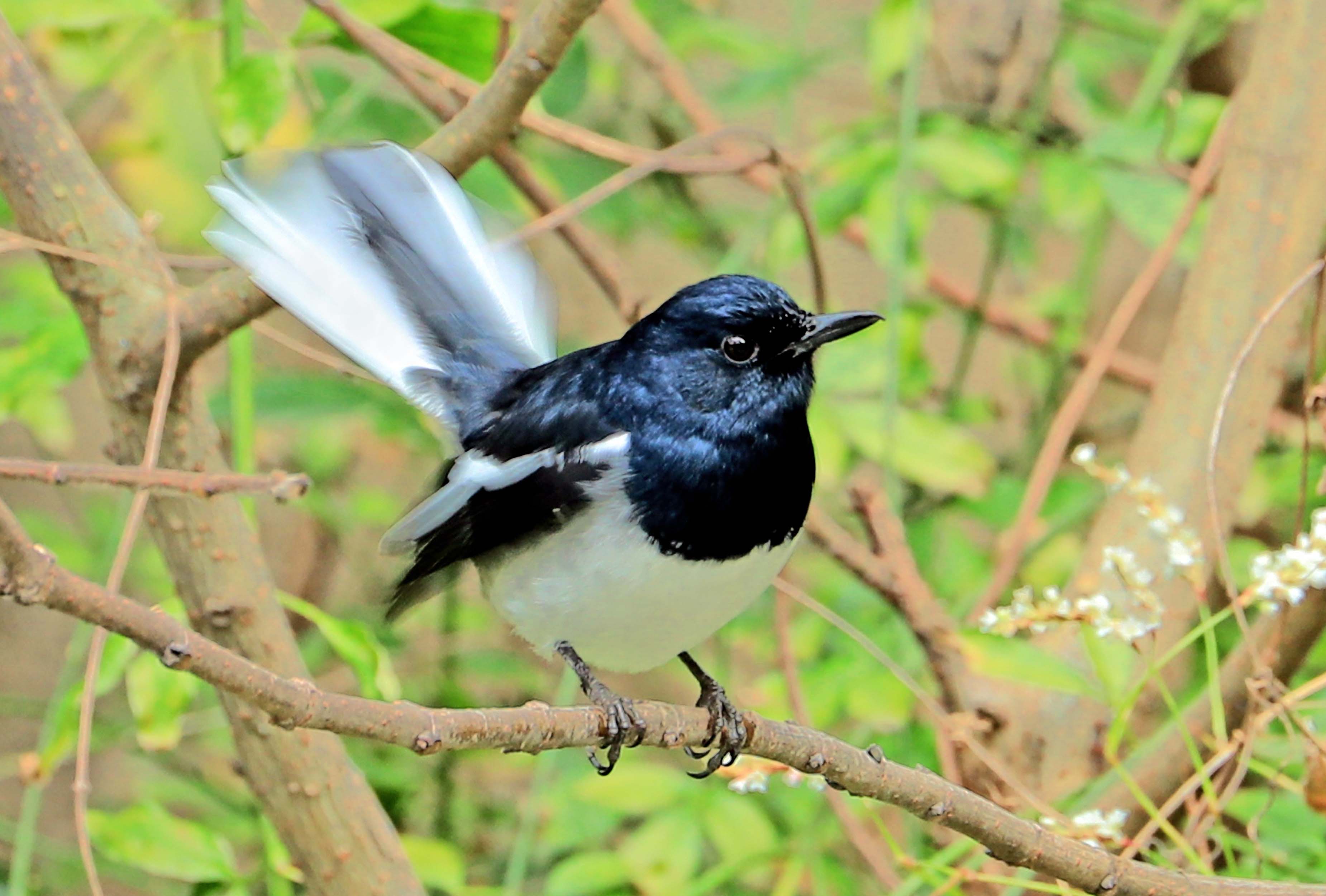 鹊鸲鸟-《大众摄影》俱乐部团体会员——共话摄影俱乐部(1星)-大众摄