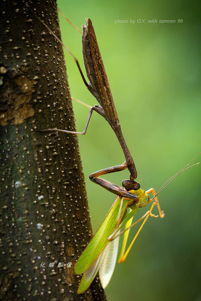 dsc1174弱肉强食(棕污斑螳).jpg