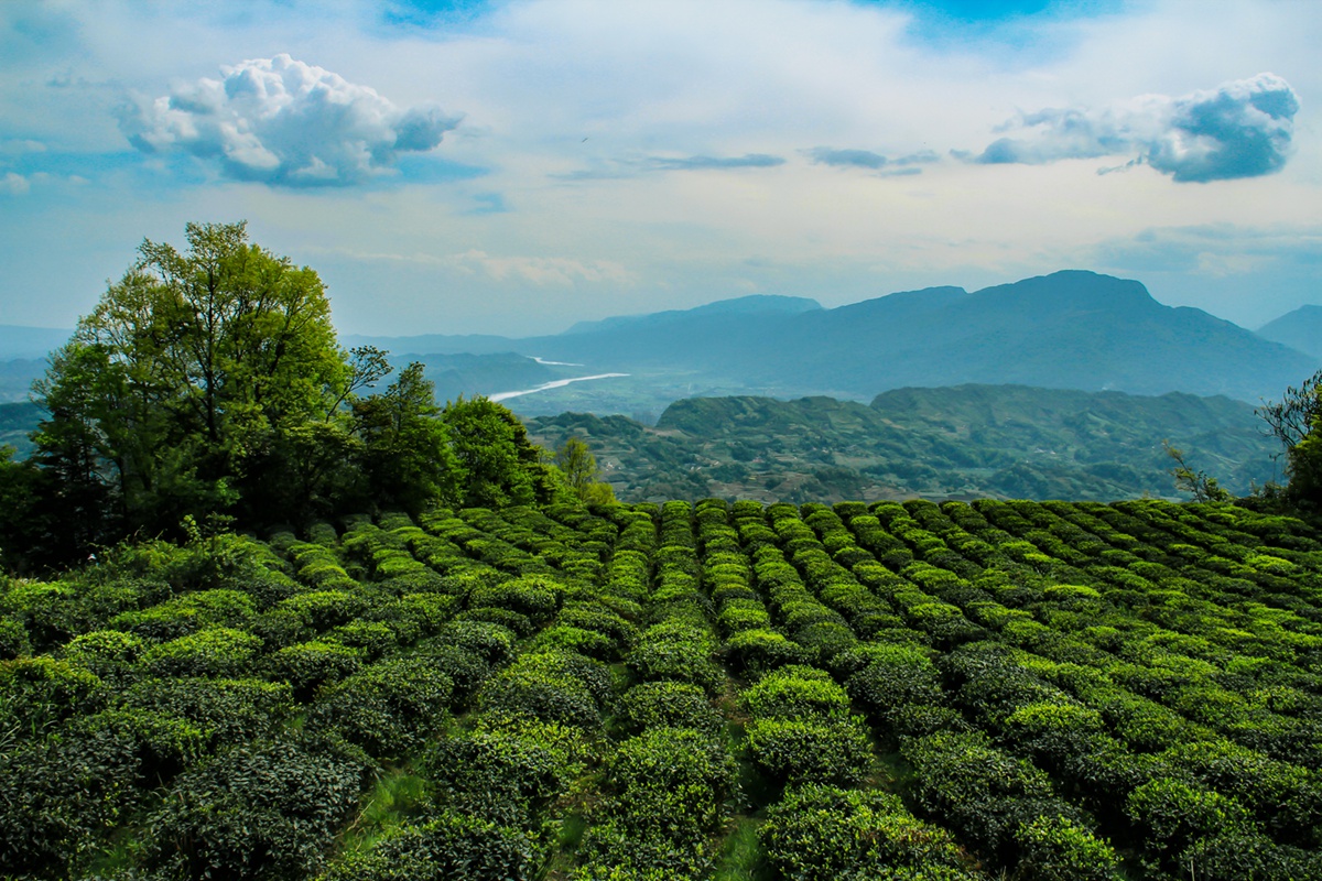 《蒙顶山上茶》