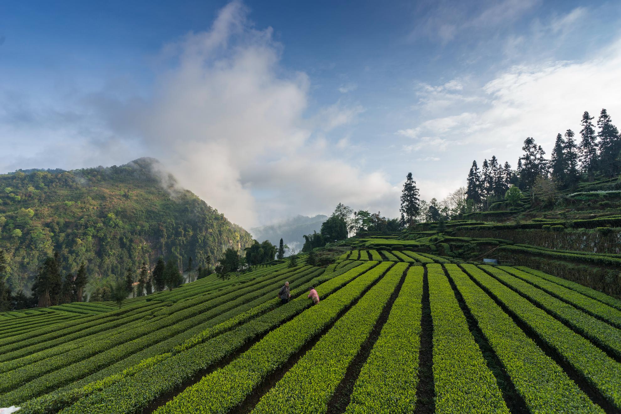 九十村茶园 拍摄地点 四川省雅安市天全县始阳镇九十村 拍摄时间 2018
