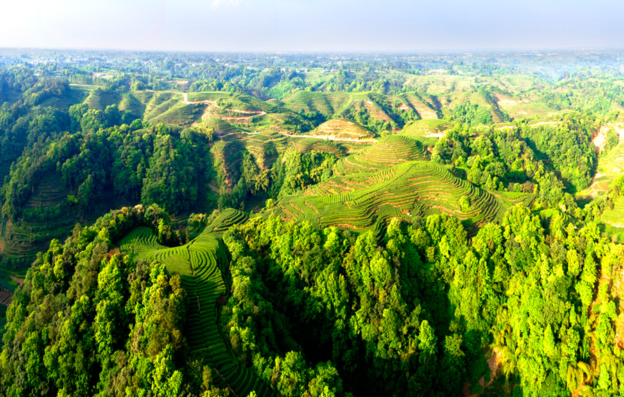 《金鼓茶园全景图》