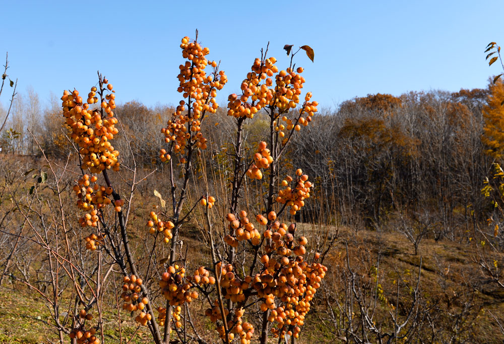 秋果(组照)
