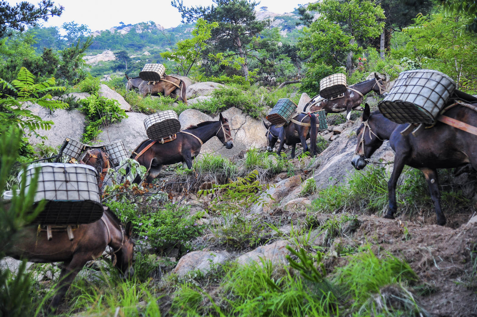 马帮-中国第二届扶贫公益摄影大展投稿区-大众摄影网