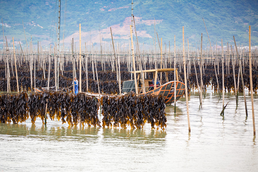 《海带丰收的时节》(组照)