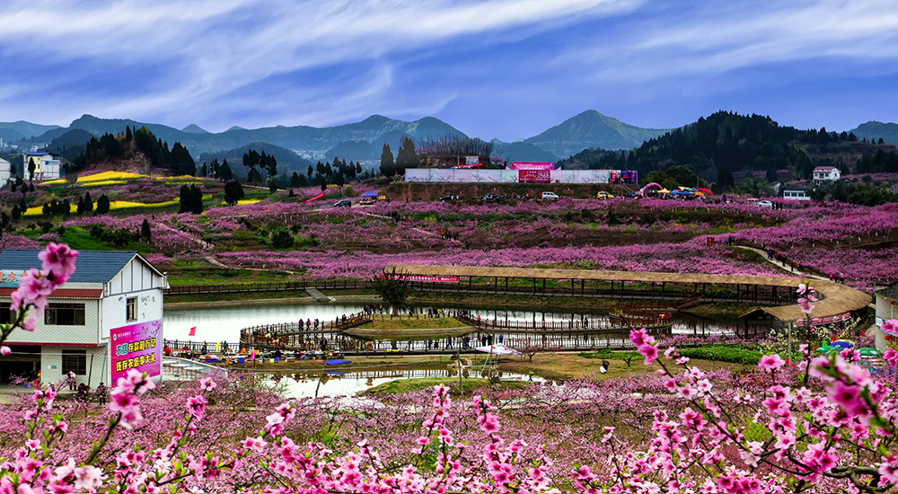 《在好桃花盛开的地方》摄于四川西充古楼镇 2016年3月 龚培根