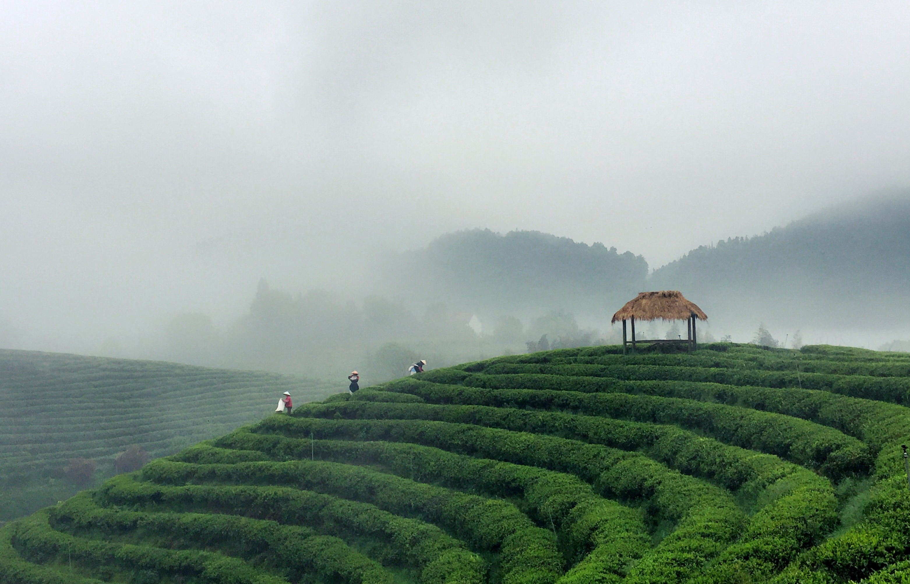 诗画茶园-"大美建德 水墨新安江"全国摄影大展手机拍摄作品征稿区-大