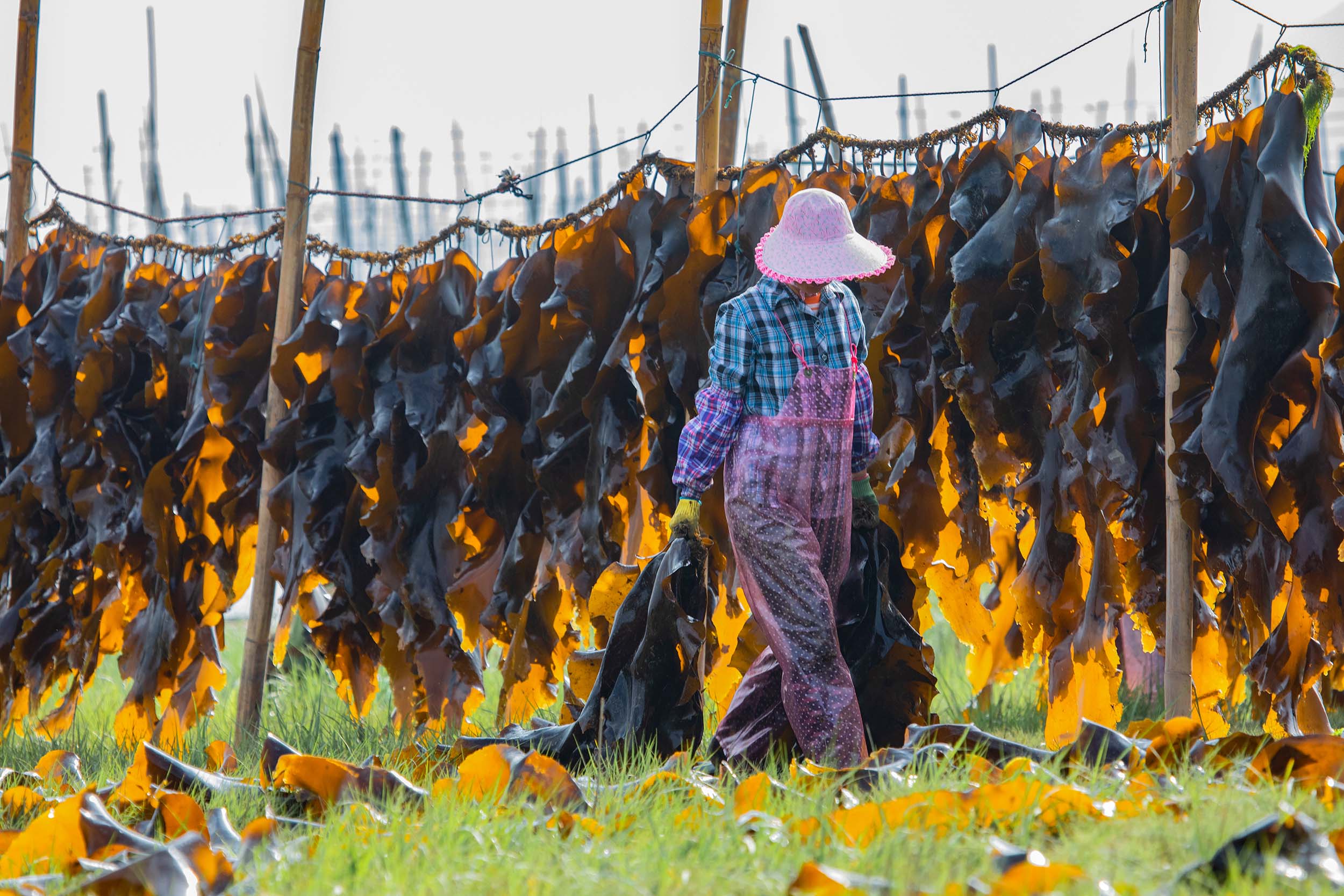 喜收海带.组照.