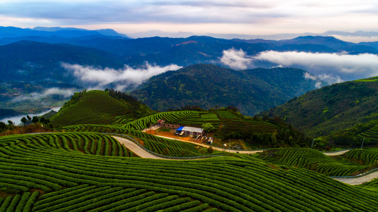 春暖茶山(组图)-坚持·梦想——第九届包商银行杯全国"小企业贷款"专