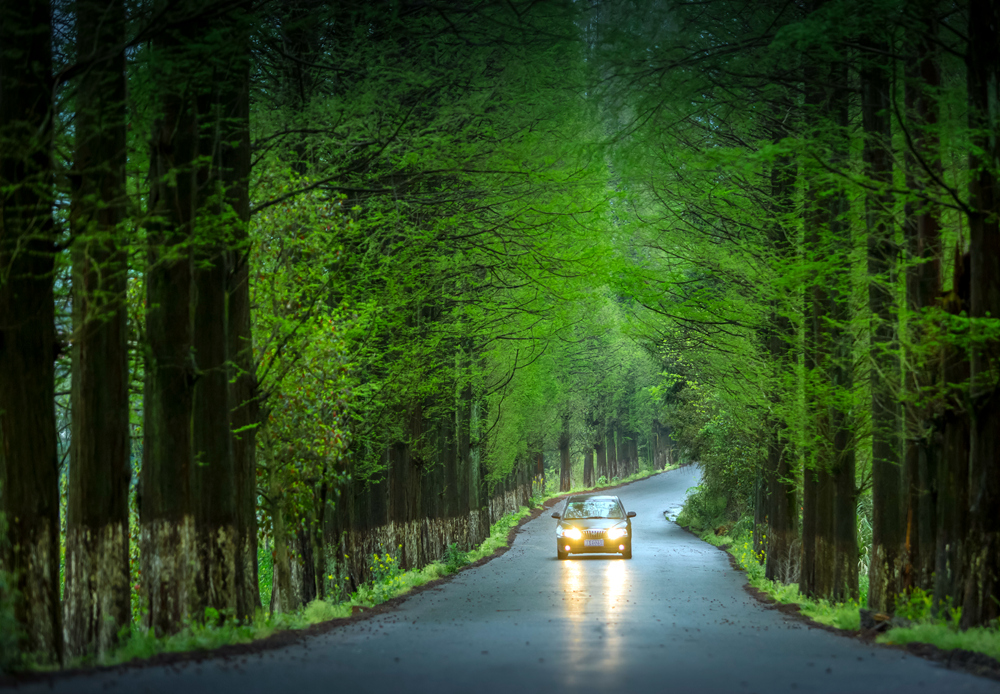 《林荫大道》-"大美建德 水墨新安江"全国摄影大展投稿区-大众摄影网 