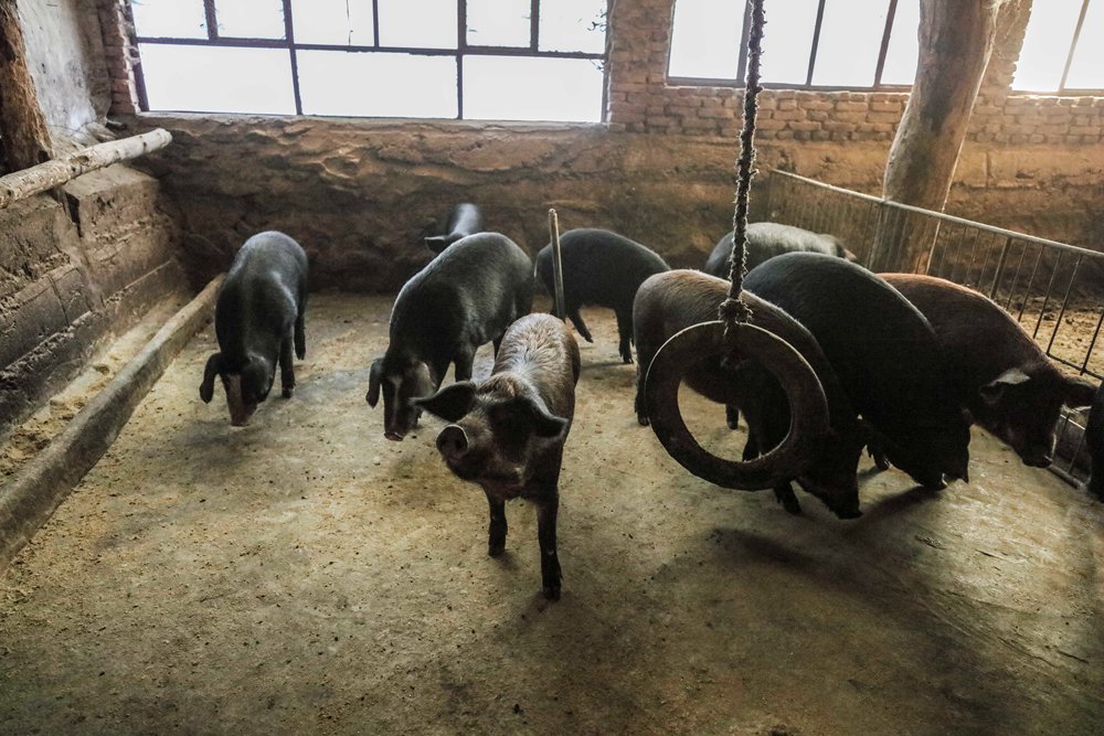 农户家饲养的野猪