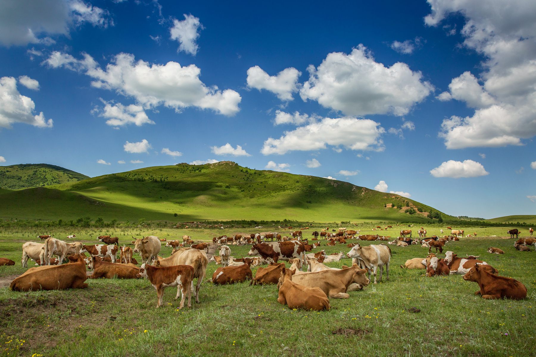 百牛图-《大众摄影》俱乐部团体会员——内蒙古论坛俱