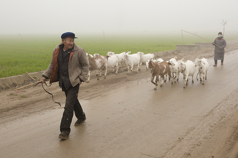 2018年12月2日拍摄于河南省民权县,一对夫妇赶着群羊放牧.