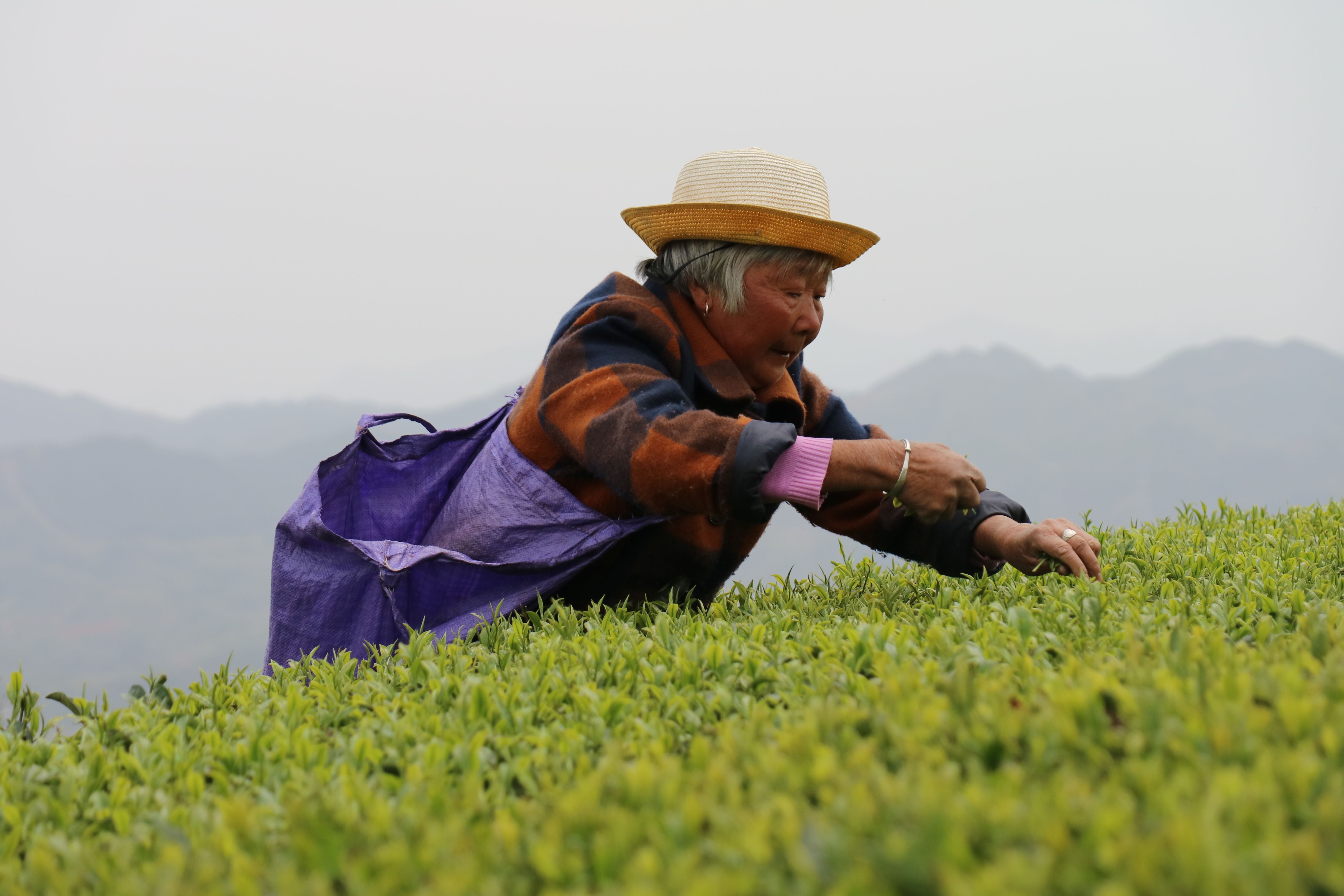 张天福茶园-"难忘下党杯"第十届宁德好风光全国摄影艺术展投稿区-大众