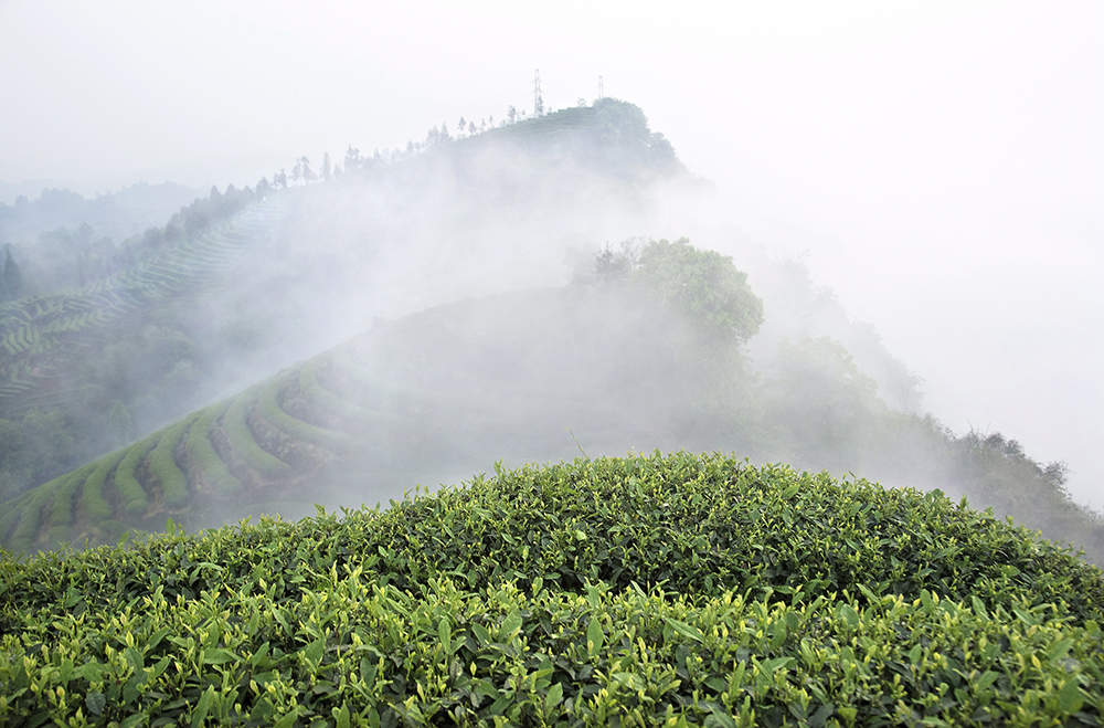 雅安茶山,雅安,茶山_大山谷图库