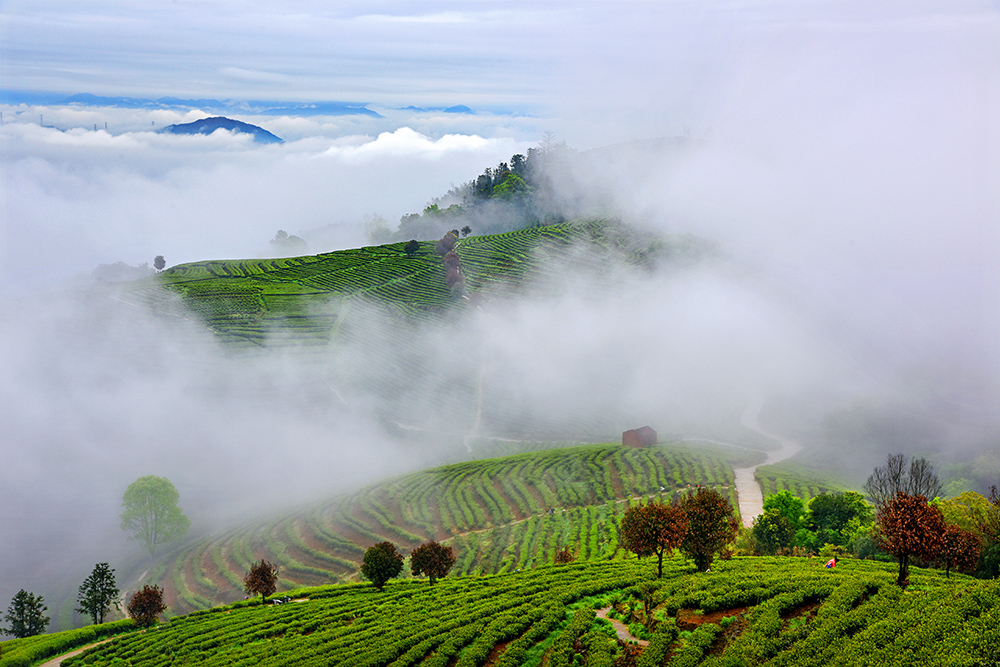 雾满茶山-"难忘下党杯"第十届宁德好风光全国摄影艺术展投稿区-大众