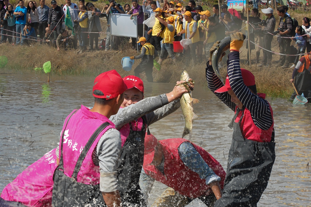 2018/11摄于霞浦长沙首届乡村丰收节抓鱼赛