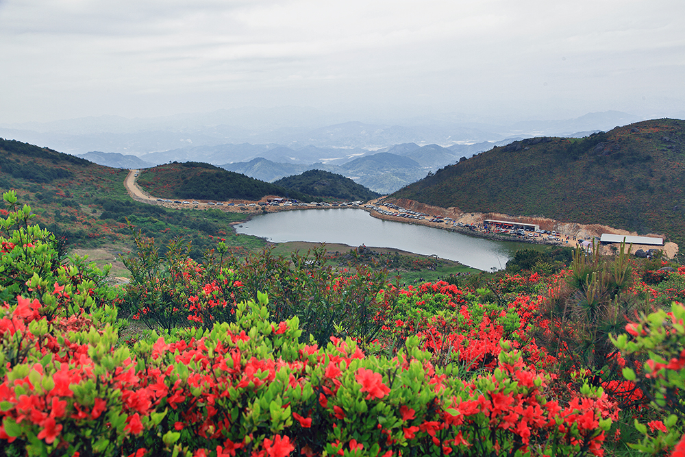 《高岗映山红》