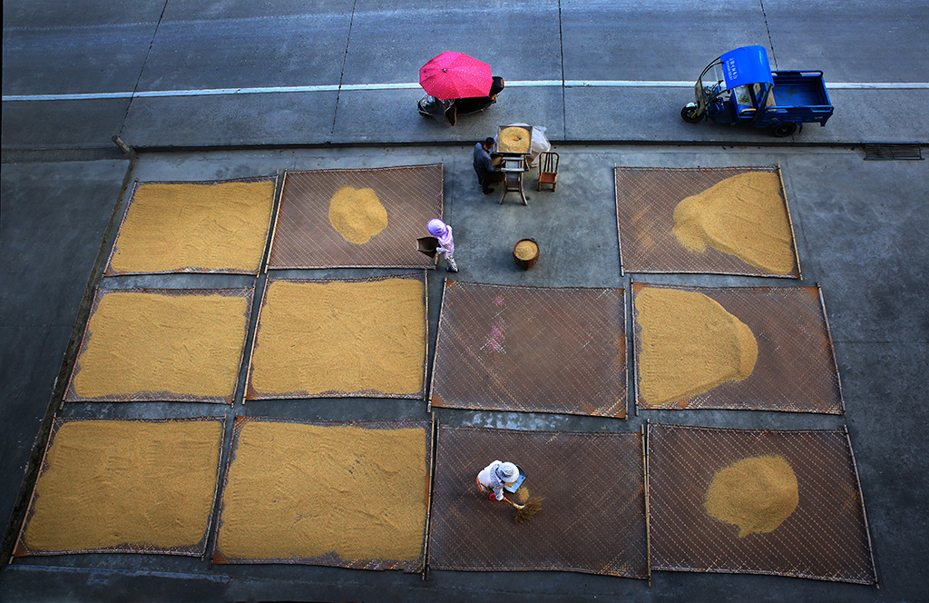 稻谷丰收季节农民们在家门口晒稻谷