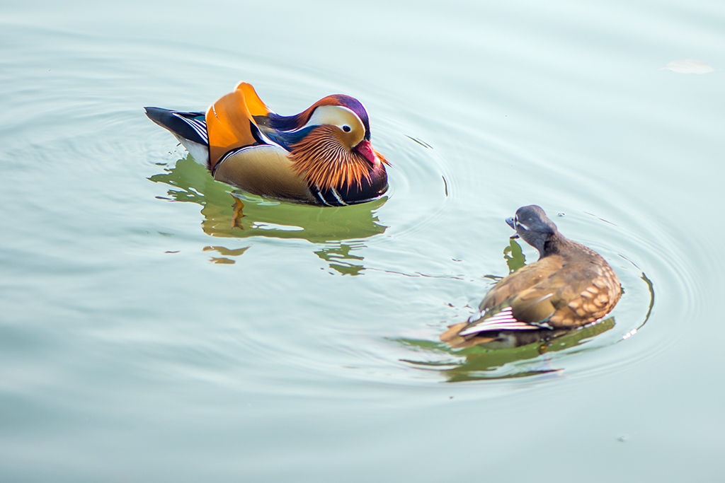 只羡鸳鸯不羡仙(组图1-6)