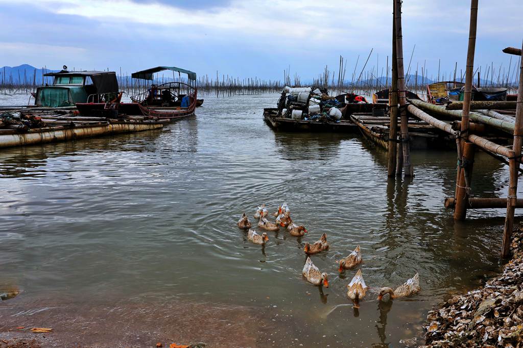 11月拍摄于福建宁德市霞浦县沙江镇沙江村