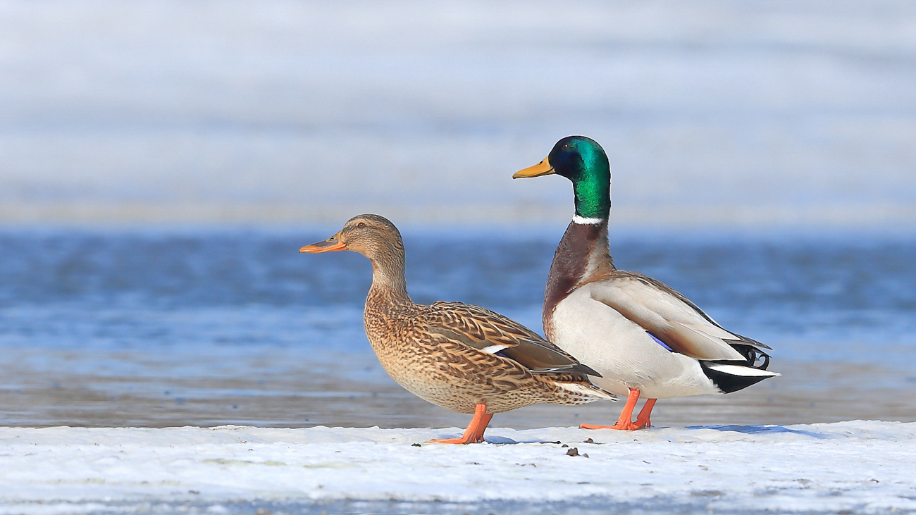 绿头鸭夫妻-《大众摄影》俱乐部团体会员——吉林论坛俱乐部(2星)