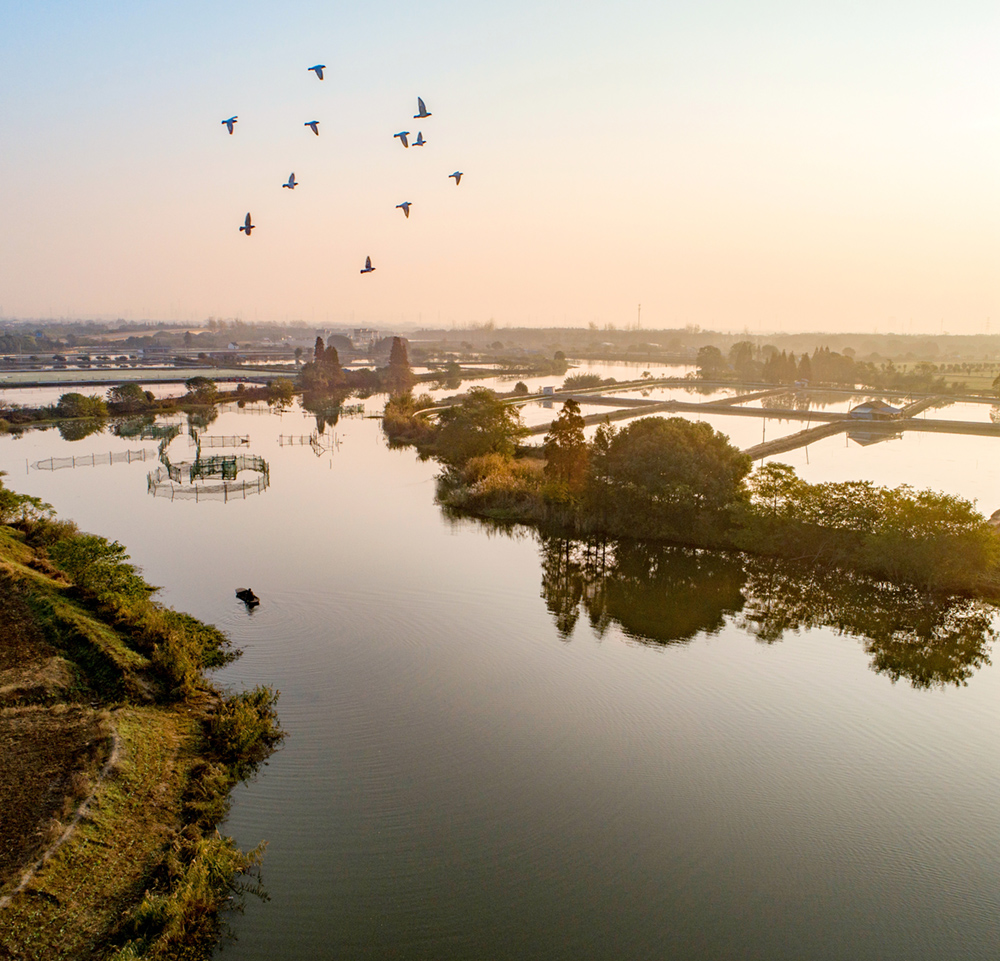 11.23拍摄于无锡市鹅湖镇彩桥村