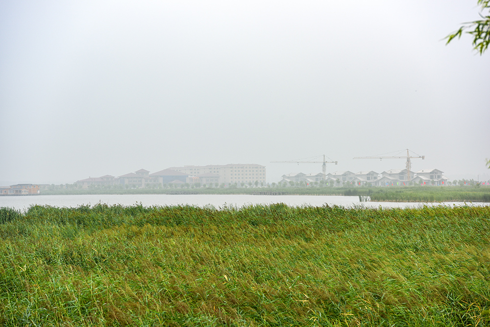 齐齐哈尔市富裕县龙安桥镇农民,通过养殖大雁脱贫致富.