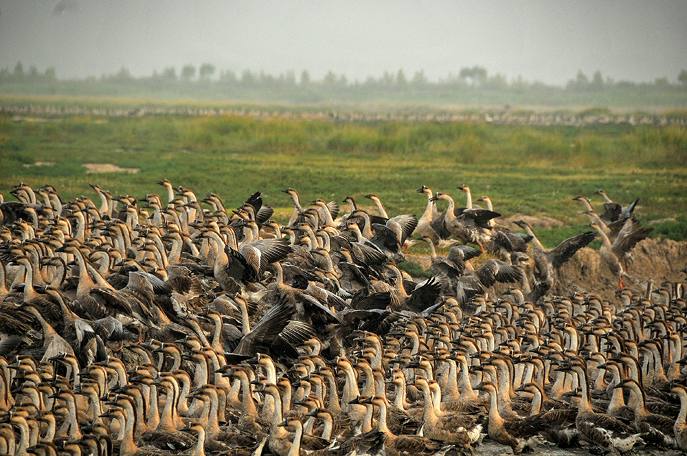 齐齐哈尔市富裕县龙安桥镇农民,通过养殖大雁脱贫致富.