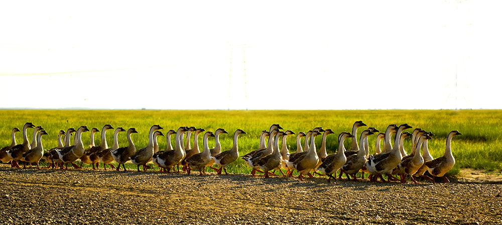 齐齐哈尔市富裕县龙安桥镇农民,通过养殖大雁脱贫致富.